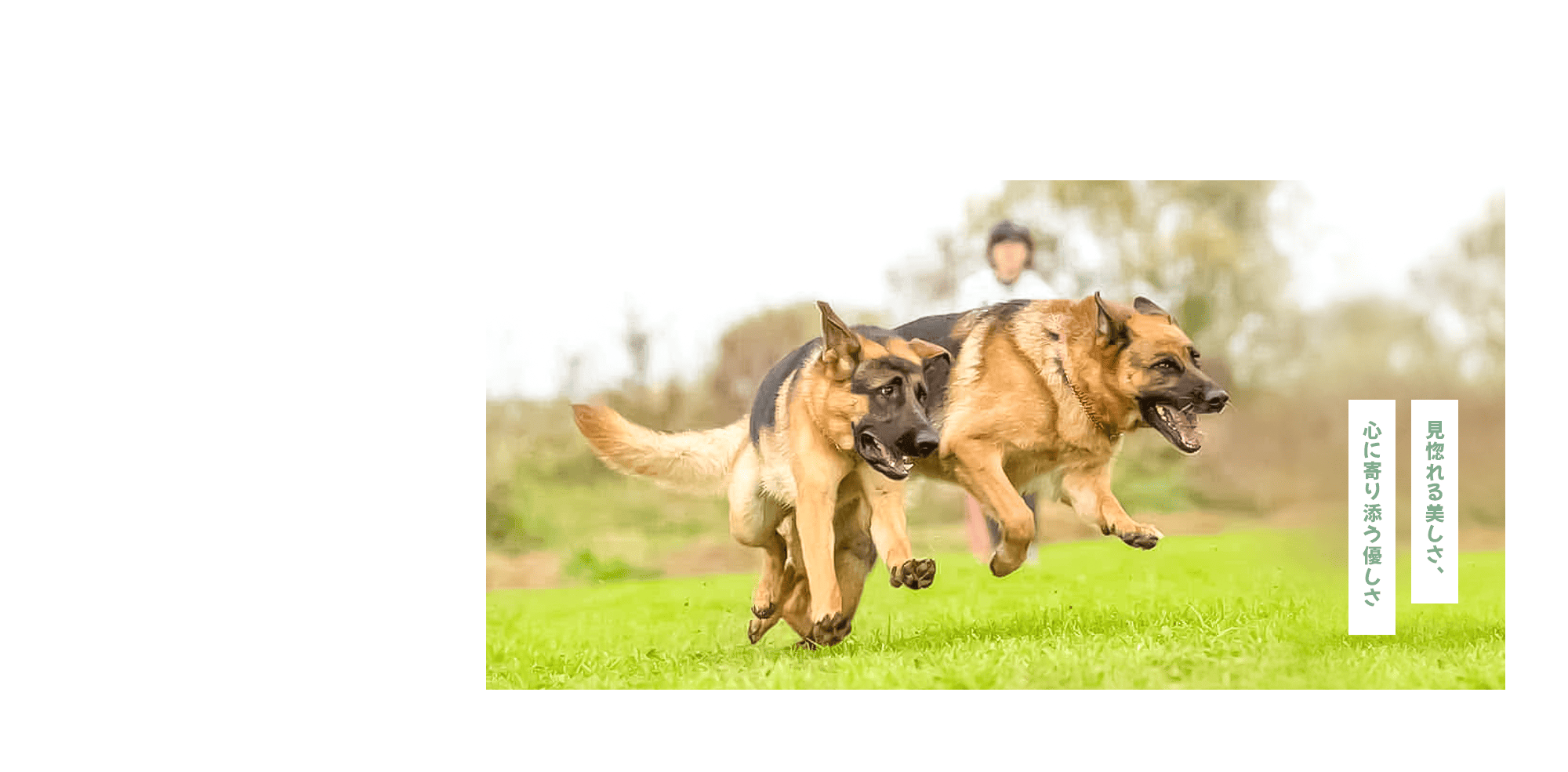 見惚れる美しさ、心に寄り添う優しさ