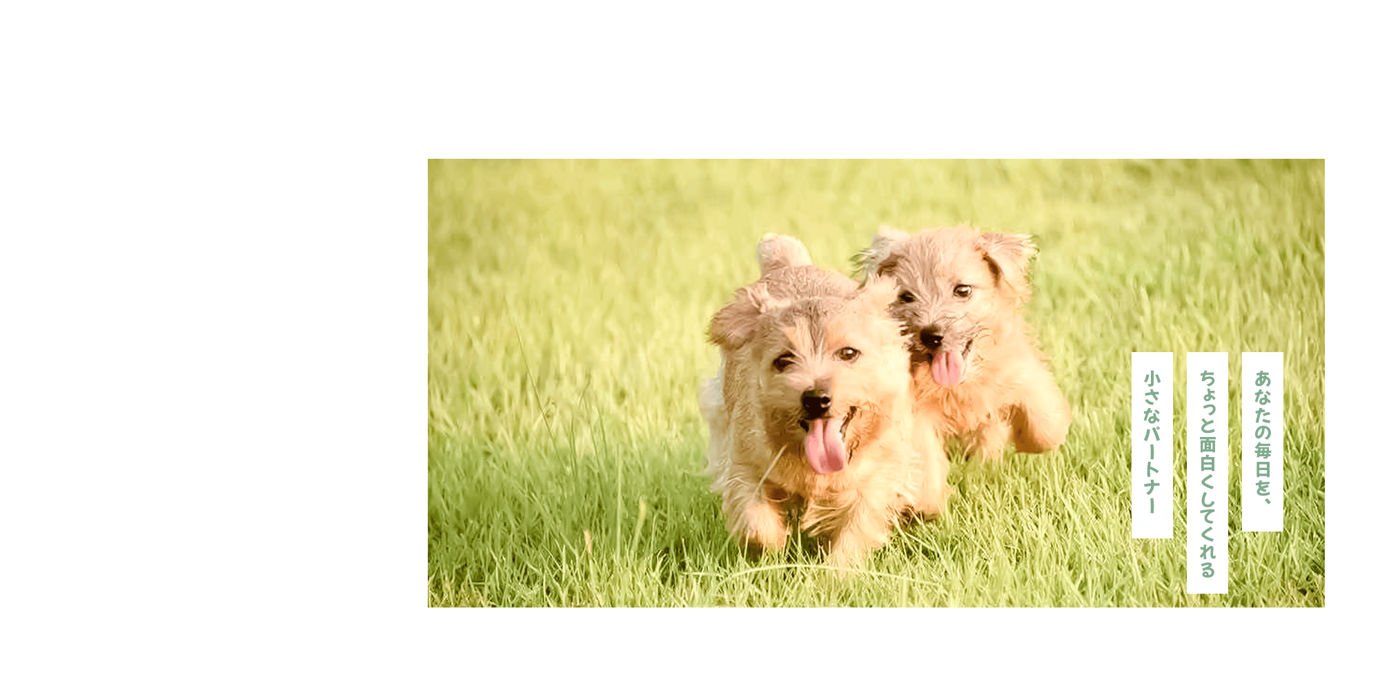 あなたの毎日を、ちょっと面白くしてくれる小さなパートナー